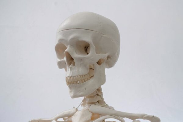 anatomy-dentistry-course
