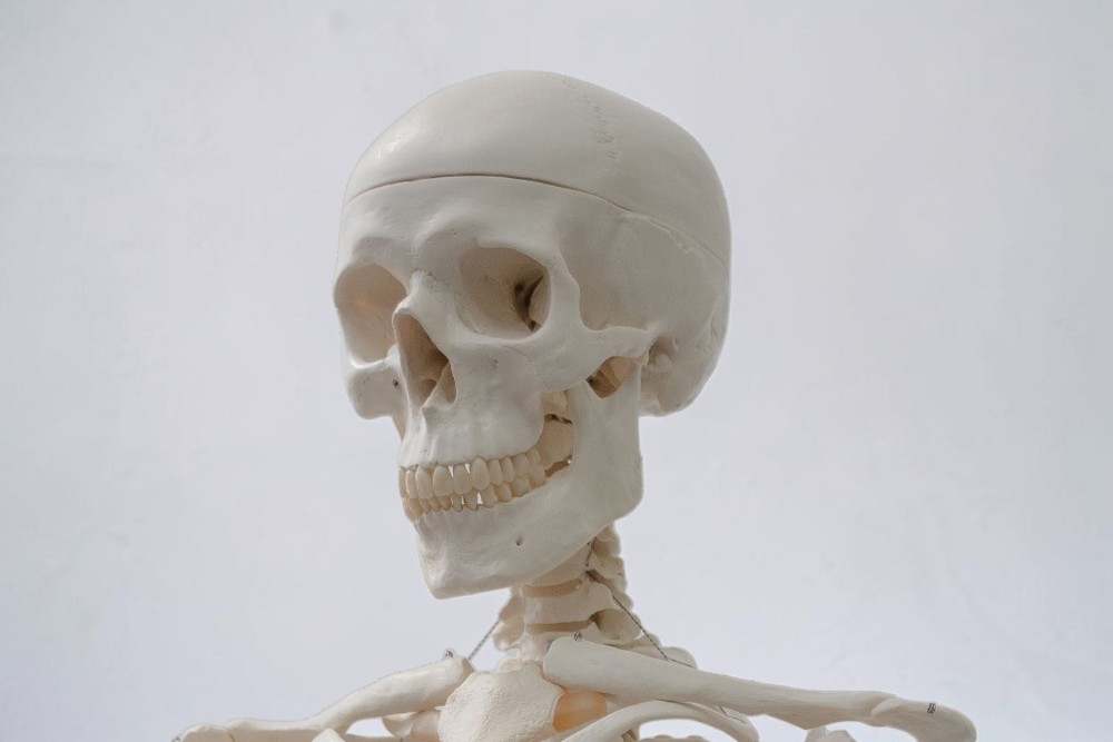 anatomy-dentistry-course