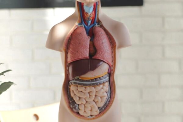 human-physiology