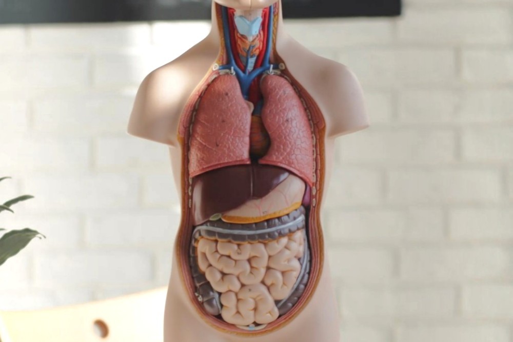 human-physiology