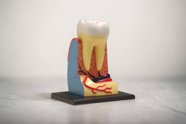 dental-anatomy-histology
