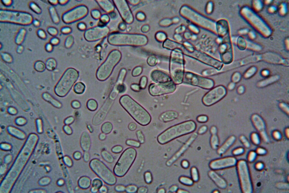general-pathology